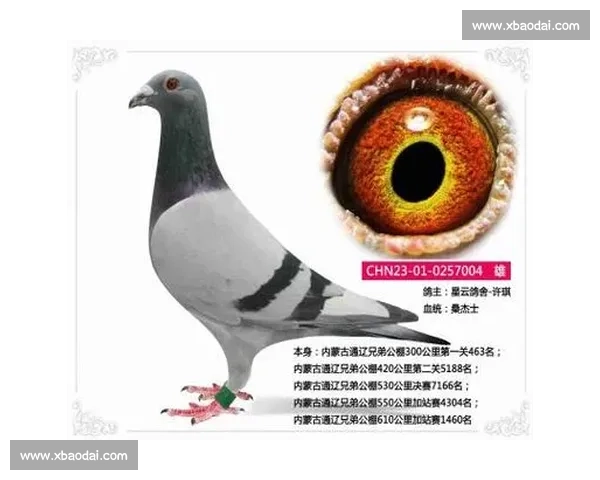 信鸽公棚比赛精彩瞬间全纪录 鸽友们的热血对决与飞翔传奇